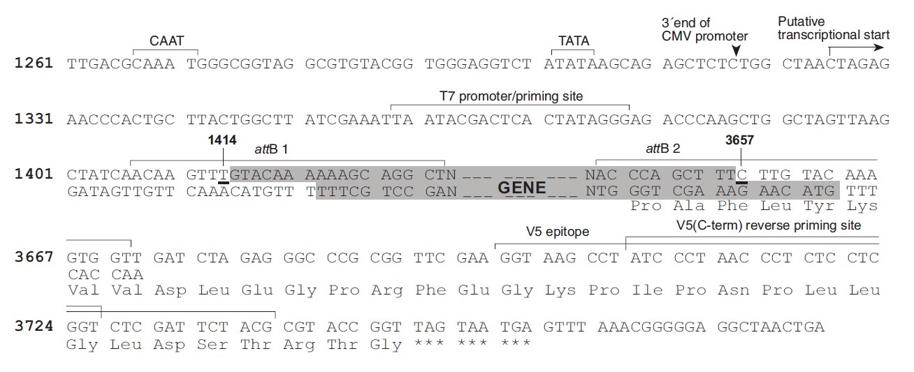 pAd/CMV/V5 DEST载体多克隆位点 点击看大图 pAd/CMV/V5 Dest多克隆位点